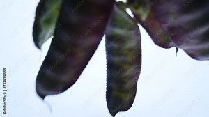 Lablab purpureus vegetable. It is a species of bean in the family Fabaceae. Its other names lablab bean, bonavist bean pea, dolichos bean, seim, lablab, Egyptian kidney bean, Indian bean.