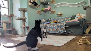 Up they go, like popcorn in the air. (Song created by Fred, using Suno AI) | Love & Hisses