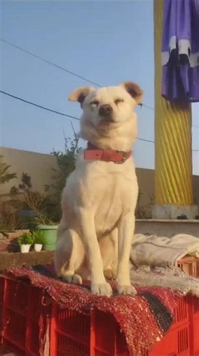 Malik cute lgra hoo na mai....