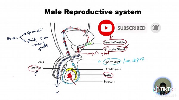 MALE REPRODUCTIVE SYSTEM - GRADE 12 LIFE SCEINCES Discover these wonde...