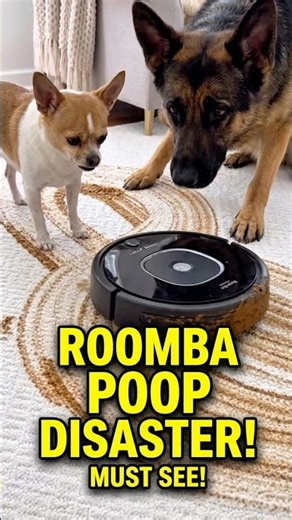 Roomba vs. Chihuahua: The Poo-pocalypse 💩🐾 #roomba #dogmom #chihuahua