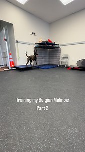 Introducing a small change to the training picture by working the behavior while kneeling. It’s important not to shift too much too fast, just enough for the dog to recognize that the behavior still earns reinforcement even when my posture or position looks different. These subtle variations in training can help your dog generalize the skill and stay reliable in real-world situations. #dogtraining #malinois #dutchshepherd #brandywinedogacademy #delaware | Brandywine Dog Academy