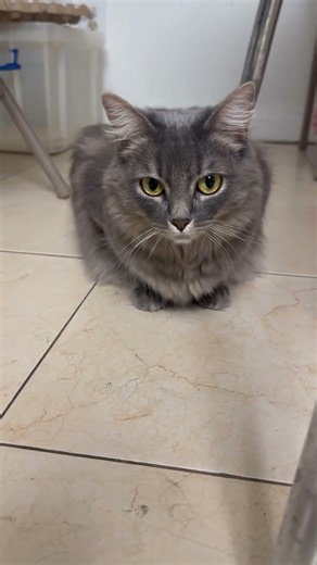 Cute cat named Rume#catvideos #cat #catshorts #cutecat #catlife #catvideo #funny #funnyshorts