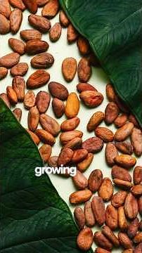 Lab-grown Cocoa Part 2