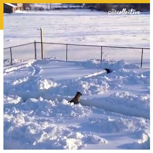 Dog vs Snow Maze | Try Not to Laugh