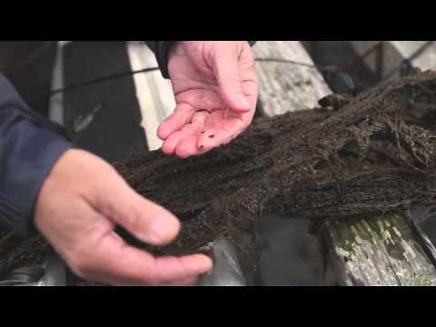 Shellfish Farming - Pass the Plate - Disney Channel Official