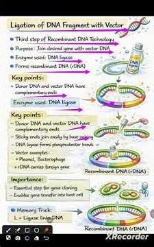 Ligation of DNA fragment with Vector #3rd step of rDNA technology #diagrammatic representation #rDNA