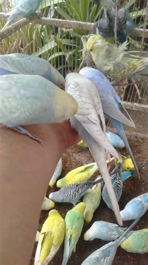 🐦インコだけはすぐに気づいた