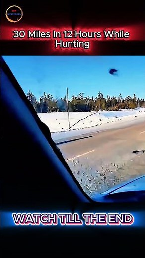 A Wolf’s 12-Hour Chase—Is It Hunting or Escaping?