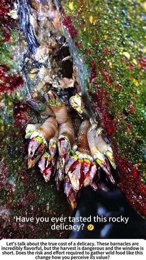 Tidal Treasure Hunting: Picking Goose Barnacles by Hand 🌊