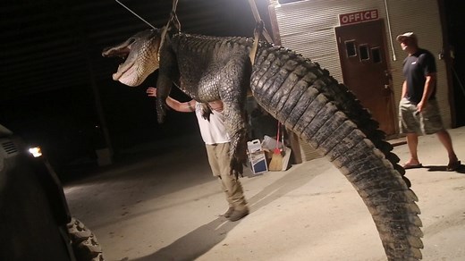 792-Pound Alligator Breaks State Hunting Record in Mississippi