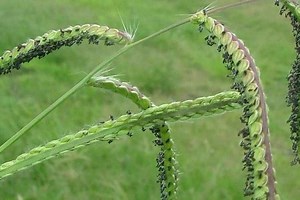 Paspalum dilatatum - Alchetron, The Free Social Encyclopedia