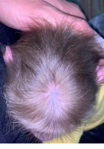 Bibi has dandruff-free and shiny hair😆😆😆#monkey #fyp #monkeybaby🐒❤️