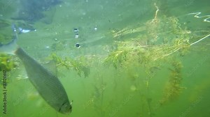 Catch of fish. Common Roach on the hook. Underwater video from fresh water lake. Outdoor sports and leisure. Animals in nature. Stock Video