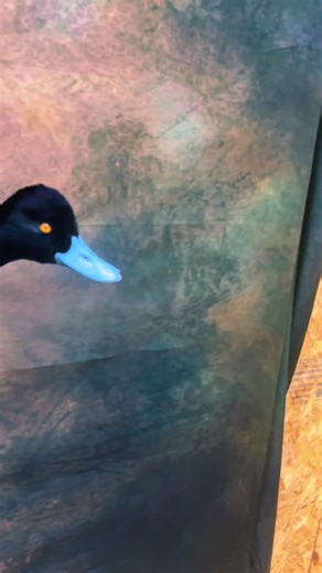 Diver Duck Taxidermy Art Featuring Gorgeous Birds