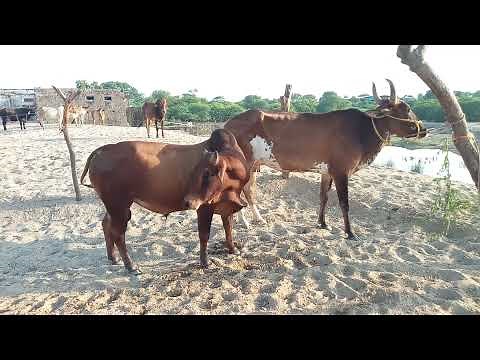Amazing! Super Cow meeting And Woman and bull Crrosing meeting video..