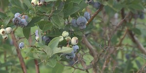 Blueberry season underway at Tillman Blueberry Farms