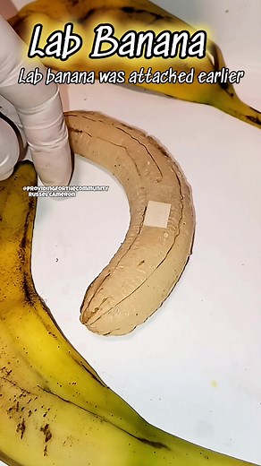 Lab Banana Experiment: A Unique Wellness Update