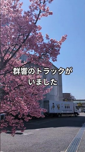 高崎音楽センターのオカメザクラが見頃です 2026-03-17 #高崎市音楽センター #オカメザクラ #春 #群馬県 #群馬交響楽団 #群響 #高崎市役所