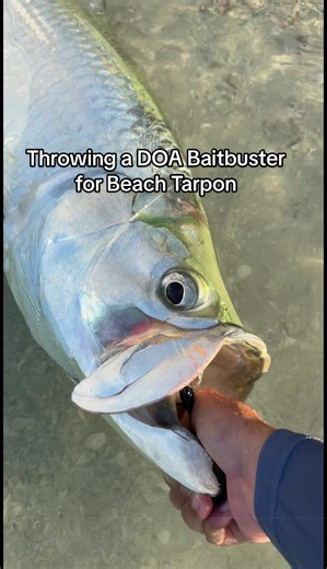 Last video of this fish I promise then we are back to the grind 😅 Had a bunch of people commenting to post the full fight without any music, You asked and shall recieve 😎🙏🏻 This is the full fight (minus the part of me tweaking out 🤣) Thank you for watching!! Tight lines 🎣 Follow my IG!! @noah.blasko Follow my Tik Tok!! @noahblask #soflofishing #tarponchallenge #vanstaal #snook #tarpon