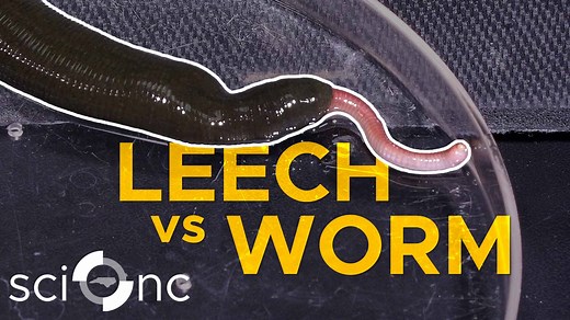 The largest terrestrial leech in the South, Haemopis septagon, has terrifying eating habits. Yet, its presence in pristine ecosystems indicates that it might be beneficial in a way yet to be discovered. Learn more with #SciNC! Special thanks: Kerry Irish, North Carolina Museum of Natural Sciences | PBS North Carolina