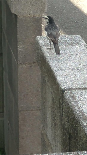 巣の在り処をつきとめたい…のハクセキレイのチビ子 #birds #nature