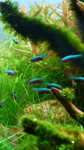 MJ | Aquascaping on Instagram: "Probably the most colourful nano fish in their size range 😍 Sundadanio axelrodi (neon blue rasbora) from @utakaamersfoort"
