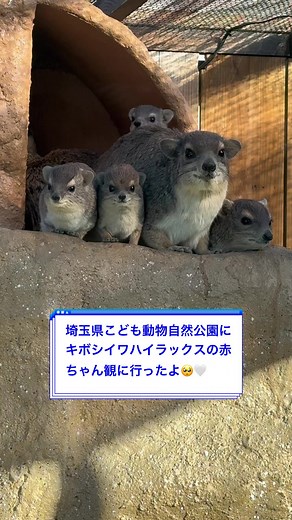 埼玉県こども動物自然公園での動物観察