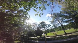 Filmmaking squirrel steals GoPro and records a beautiful POV of a tree