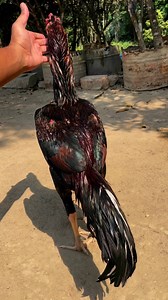 10K views · 264 reactions | Java Aseel on Reels | Facebook