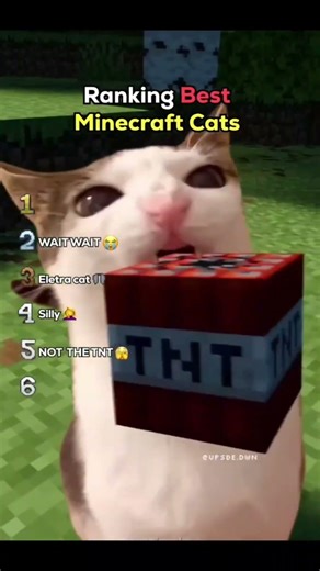Minecraft gatos