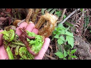 Foraging For Fiddleheads On Vancouver Island