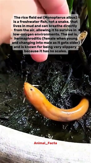 You probably didn't know that female eels can become male.