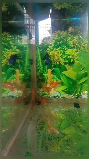 Beautiful Betta Fish 🐠 Swimming in Aquarium | Fighting Fish Beauty #shorts