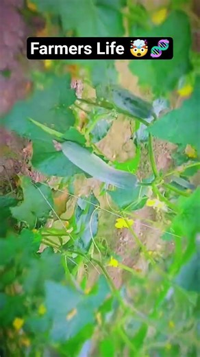 Kisaani ki life 🧬