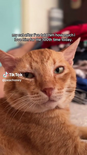Ginger Cat Compilation: A Heartfelt Tribute to Feline Love