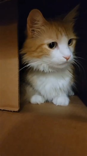 Dio in the box😽#cats#catlovers#catvideos#cat