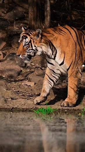 76K views · 7.4K reactions | The Guardian of Silence A tiger steps...