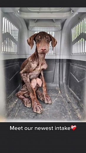 This sweet boy has a long road of recovery ahead of him. He is slowly gaining weight and learning to trust people. He will eventually be up for adoption. ❤️‍🩹#greenscreen #doberman #dobermanrescue #dobermanrescuenorthtexas #adopt #dobermanpinscher #dobermansoftiktok #dobermans_of_tiktok #dobie #dobieteam #healing #healingjourney #healingtiktok #healingprocess #rescue #rescues #rescuedog #rescuedogs #rescuedogsoftiktok #rescuedogsrock #dobe #dog #dogsoftiktok #dogs #foster #fosteringsaveslives #