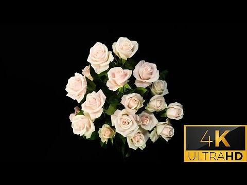 White And Pink Roses Arrangement | 4K Time Lapse | Satisfying Blooming Flowers Time Lapse