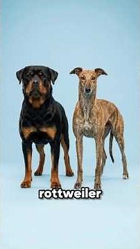 What Happens When a Rottweiler Crossbreeds? | Bio Merge