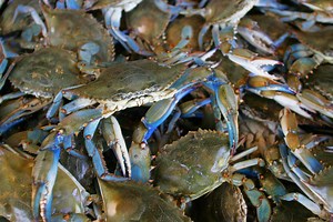 5 Things You Didn't Know About Blue Crabs