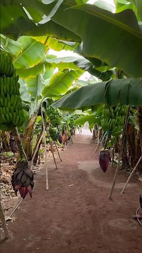 Banana Trees Everywhere