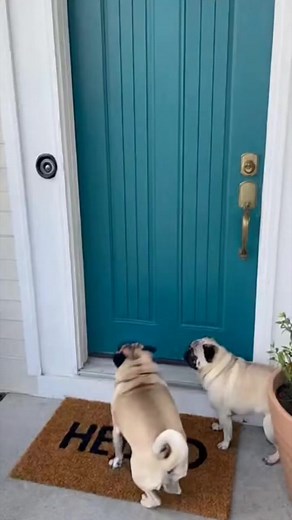 9.3K views · 81 reactions | Two pugs are being naughty, ringing the doorbell and running away. They keep ringing the bell again and again! #pugs #puglife #seniorpug #seniordog #pug #happiness #ilovemydog #fighter | Pug World Mafia 2.0 | Facebook