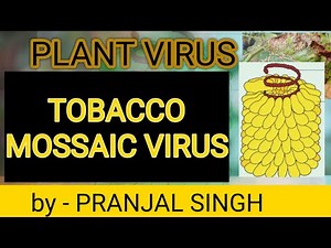 MICROBIOLOGY , TOPIC- VIROLOGY/ PLANT VIRUS ( TOBACCO MOSAIC VIRUS)