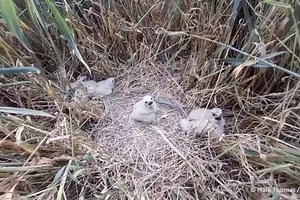 Britain’s rarest breeding bird successfully nests in UK for first time in six years