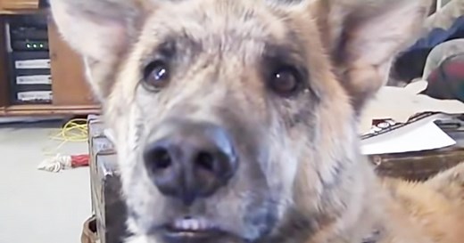 German Sheperd Gets Excited When His Owner Tells Him About The Delicious Treats In The Fridge