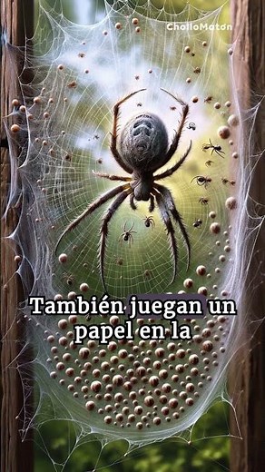 FUN FACTS. Discover why SPIDERS weave and build webs #spiders #webs
