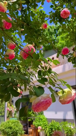 #LearnItOnTikTok #foryou #flowers #rose #garden