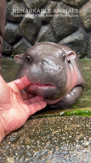 Remarkable Animals on TikTok